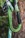 Notch Absolute Oval 3 Way Carabiner